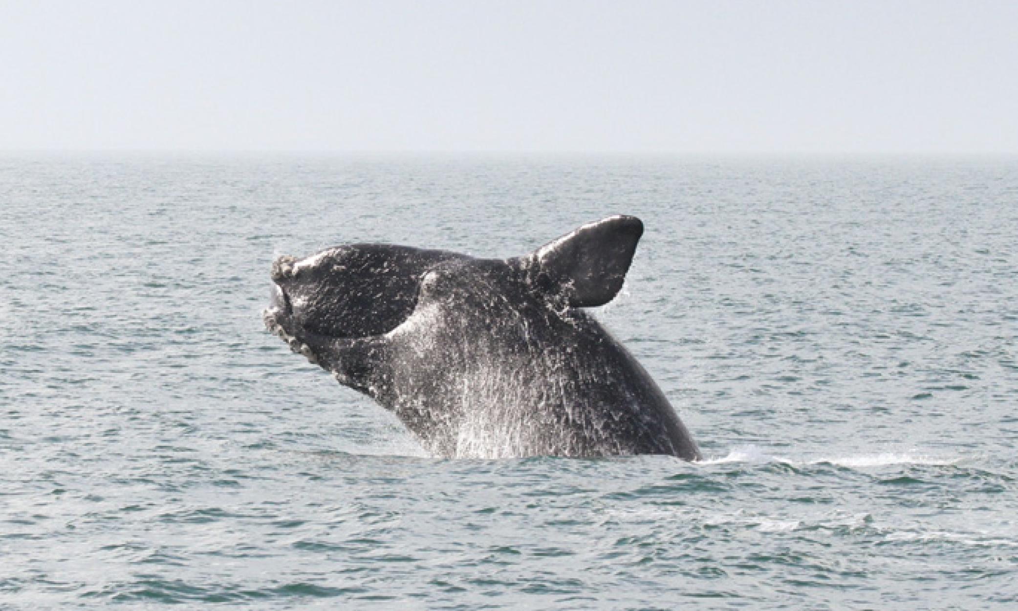 NOAA Seeks Input to Modify and Modernize North Atlantic Right Whale Vessel Speed Rules