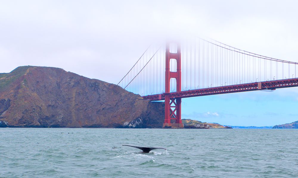 A Whale of a Problem
