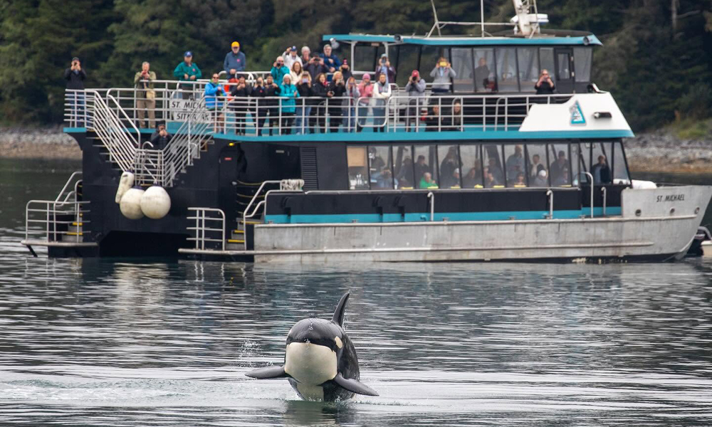 PVA Members Recognized for Top Whale Watching Cruises in the Country